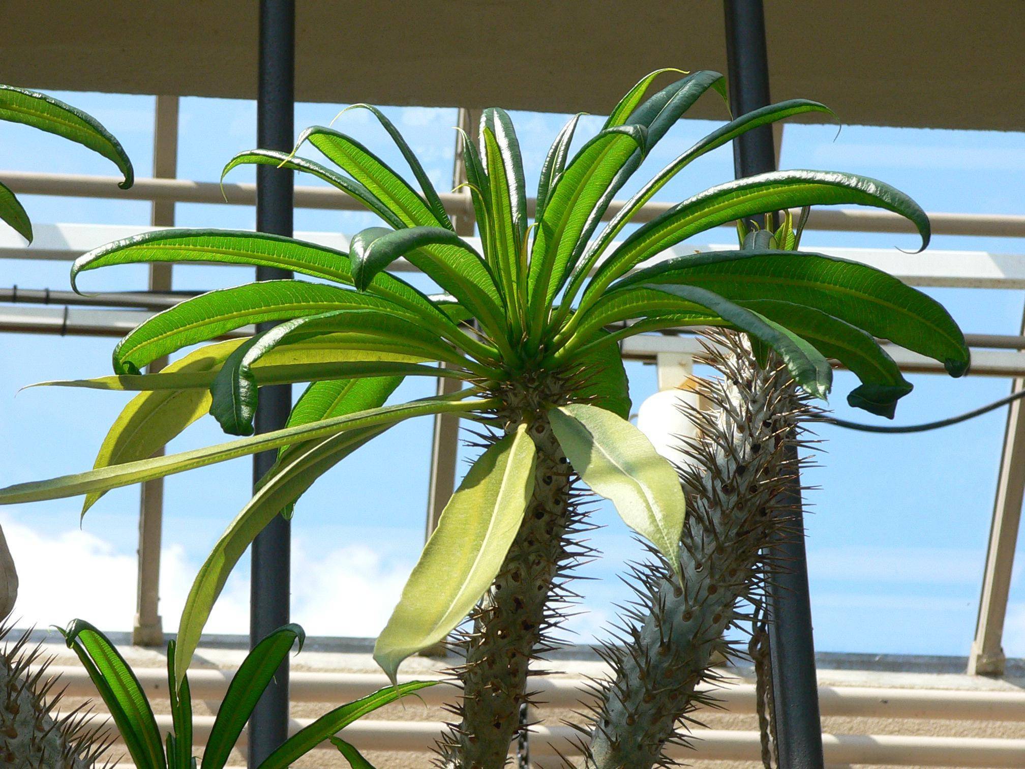 Цветок пахиподиум или мадагаскарская пальма - уход, фото и размножение