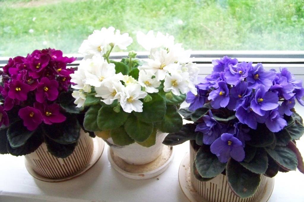 Фиалка: уход в домашних условиях за небольшими цветущими растениями