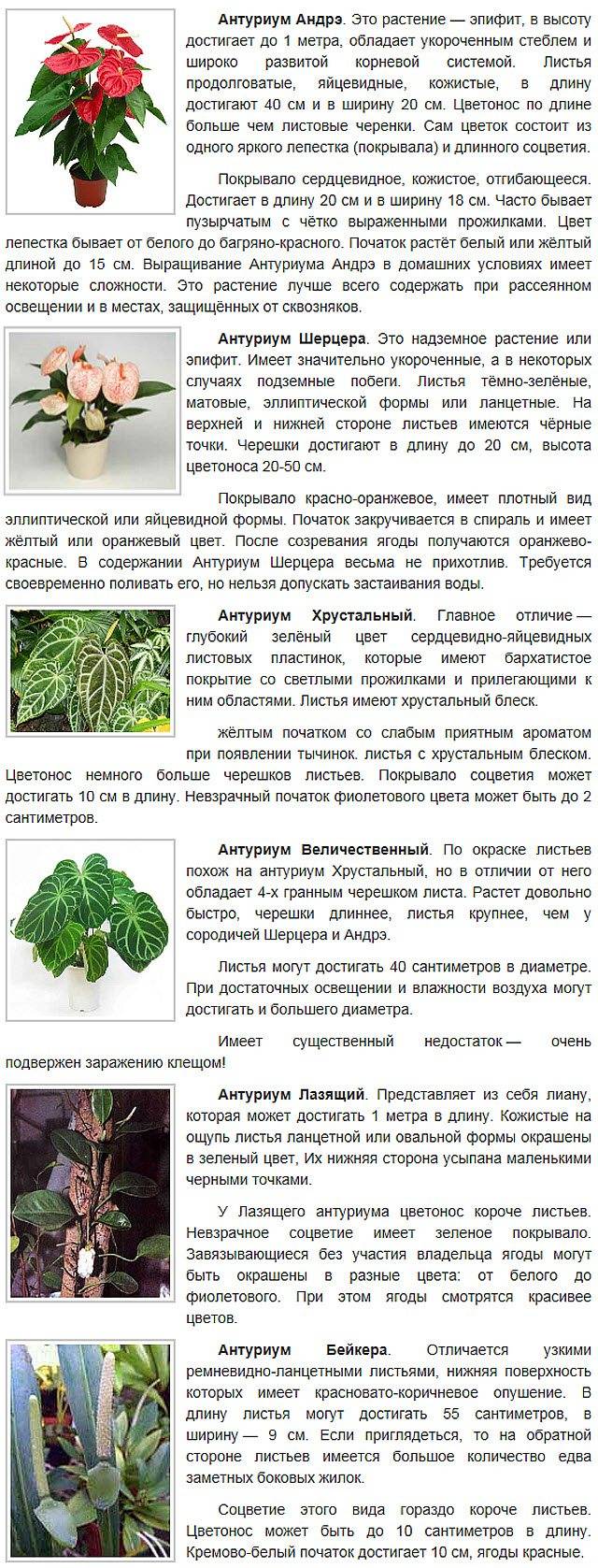 Как ухаживать за цветком антуриум (мужское счастье)