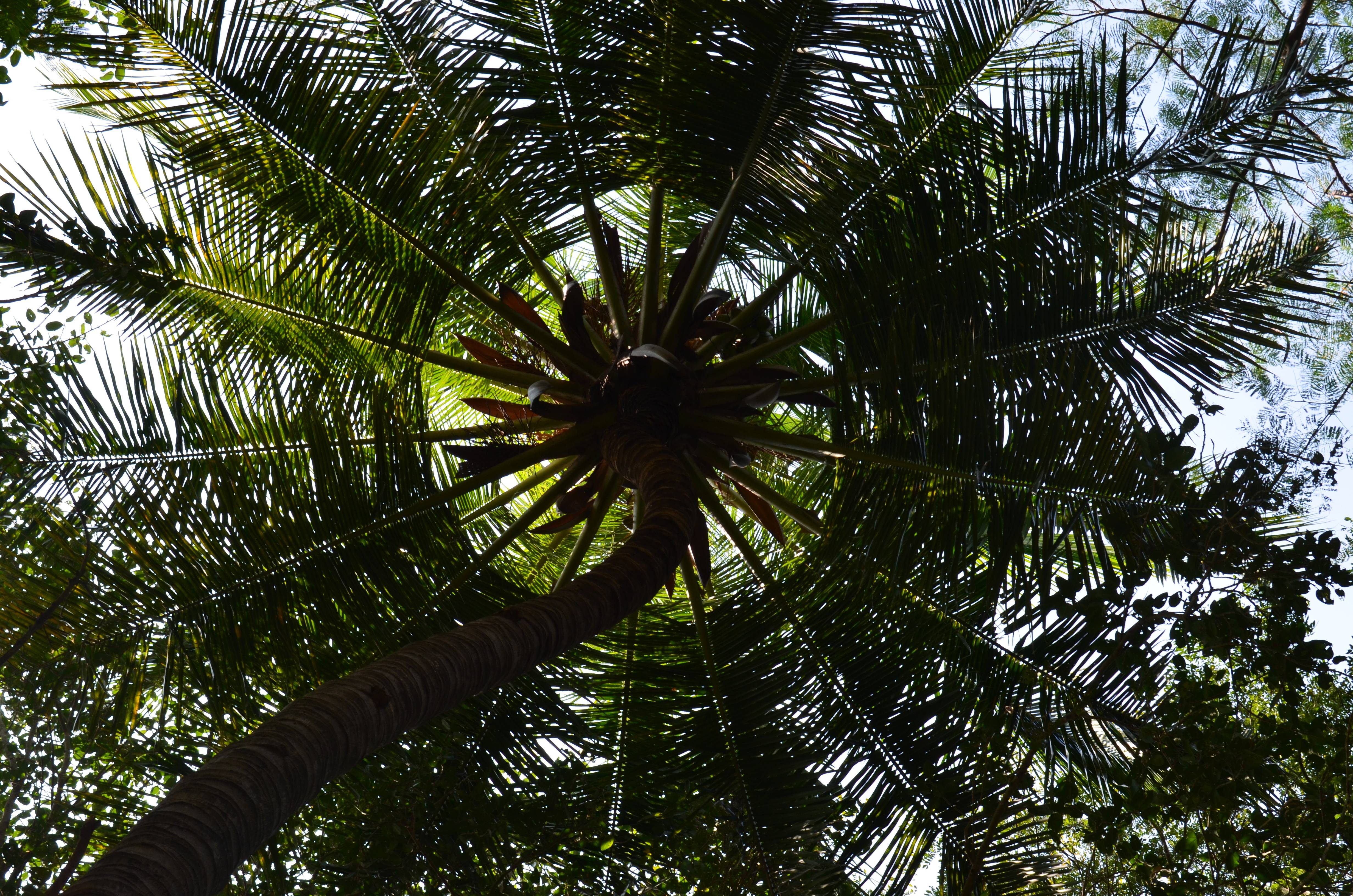 Комнатные пальмы неприхотливые: фото и названия