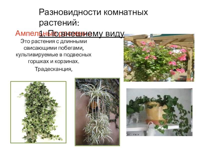Ампельные: виды комнатных растений, их названия и фото, цветущие, тенелюбивые, суккуленты, многолетние и однолетние, декоративно лиственные, для кашпо и горшков