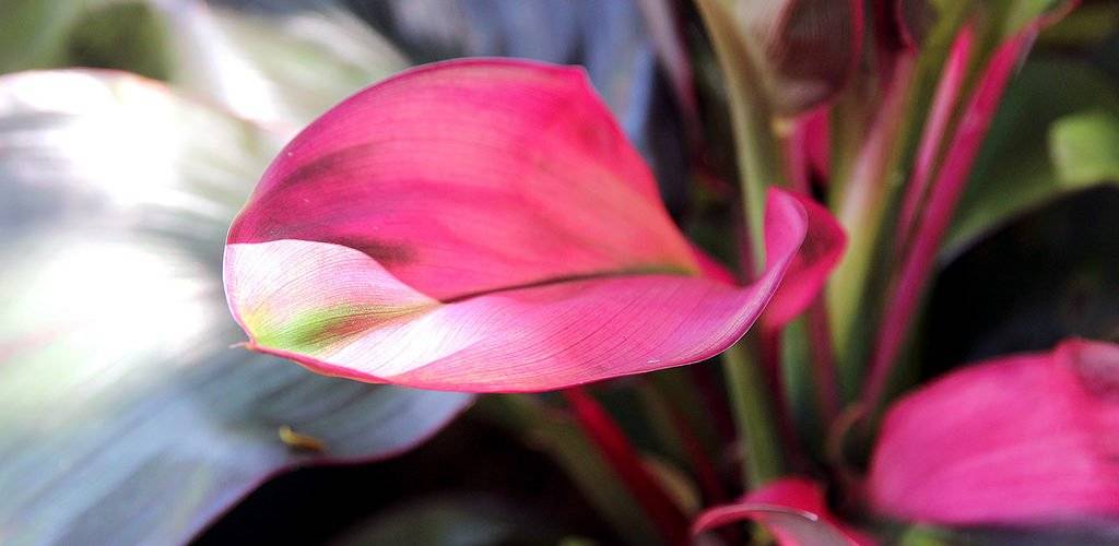 Эффектное растение с пышной и яркой листвой кордилина: виды цветка, фото и особенности ухода в домашних условиях
