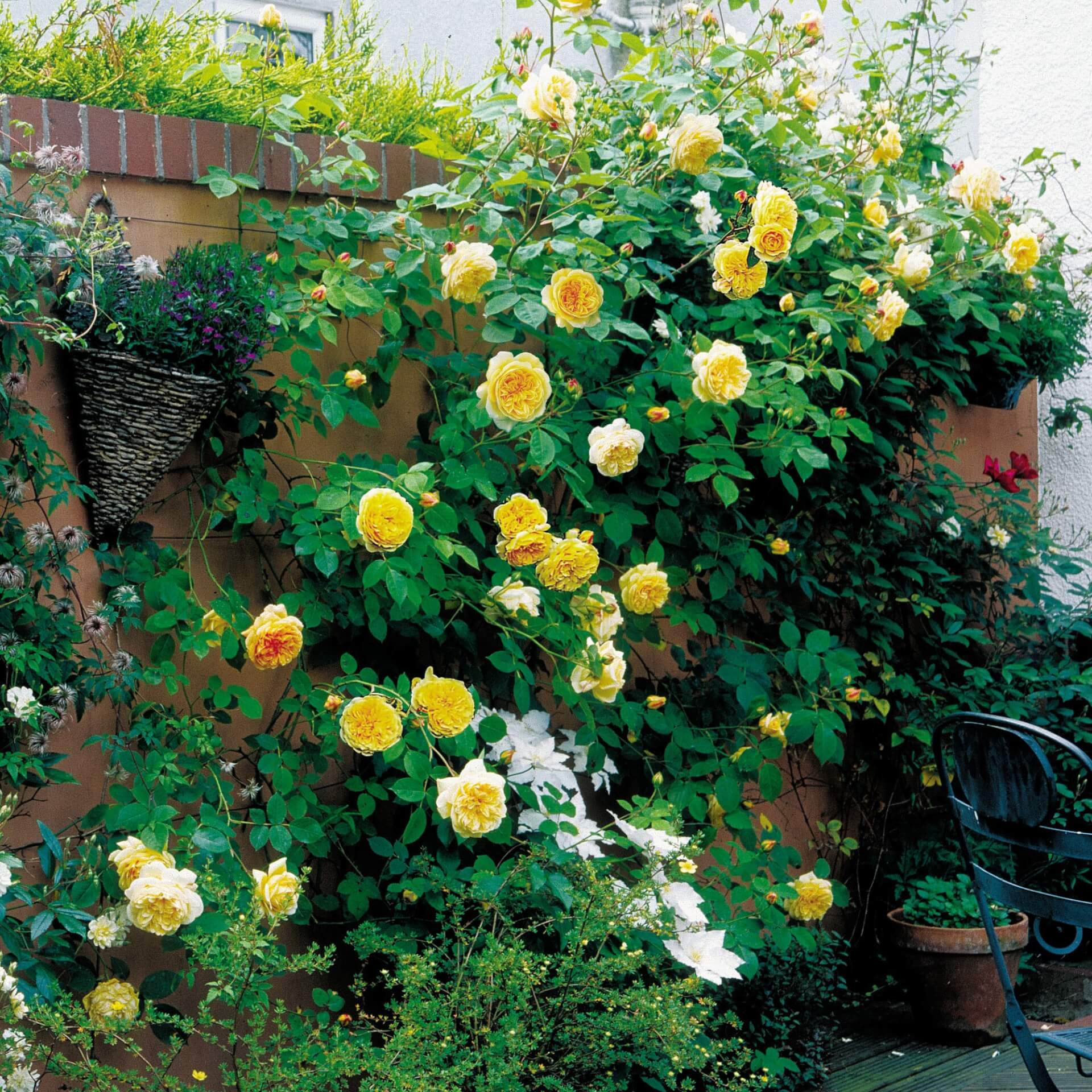 Выращивание парковой розы тизинг джорджия: уход за плетистым сортом кустарника
