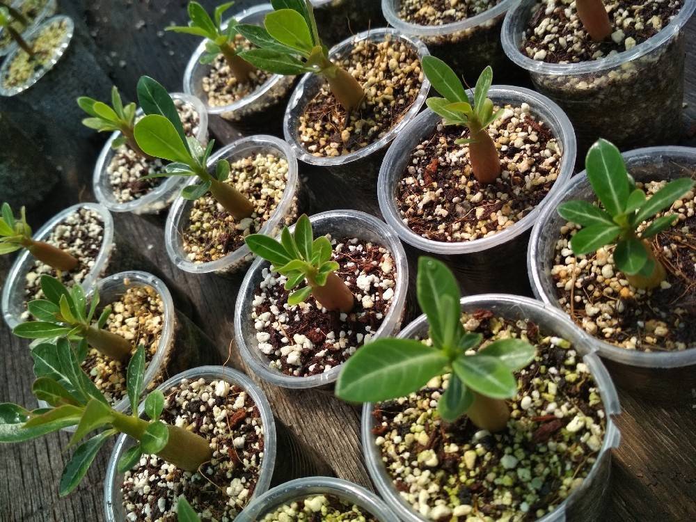 Адениум из семян в домашних условиях: как посеять и вырастить, фото