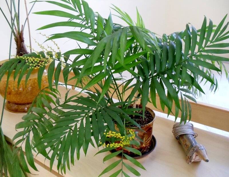 Хамедорея — лучшая пальма для размещения внутри комнат