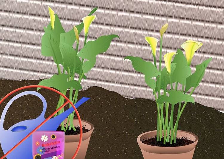 Калла (цветок смерти): почему так называется, посадка, выращивание и уход в домашних условиях