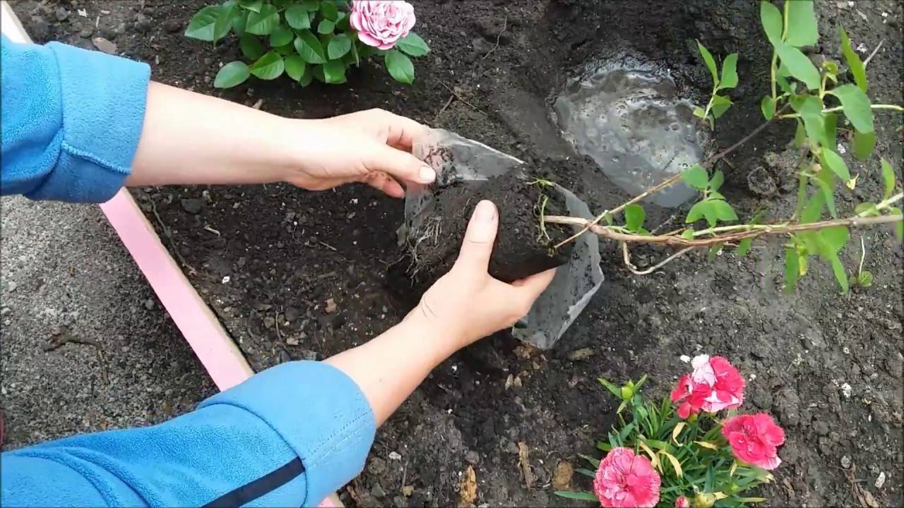Азалии садовые: описание, сорта, посадка и уход в открытом грунте, подготовка к зимовке (50 фото & видео) +отзывы