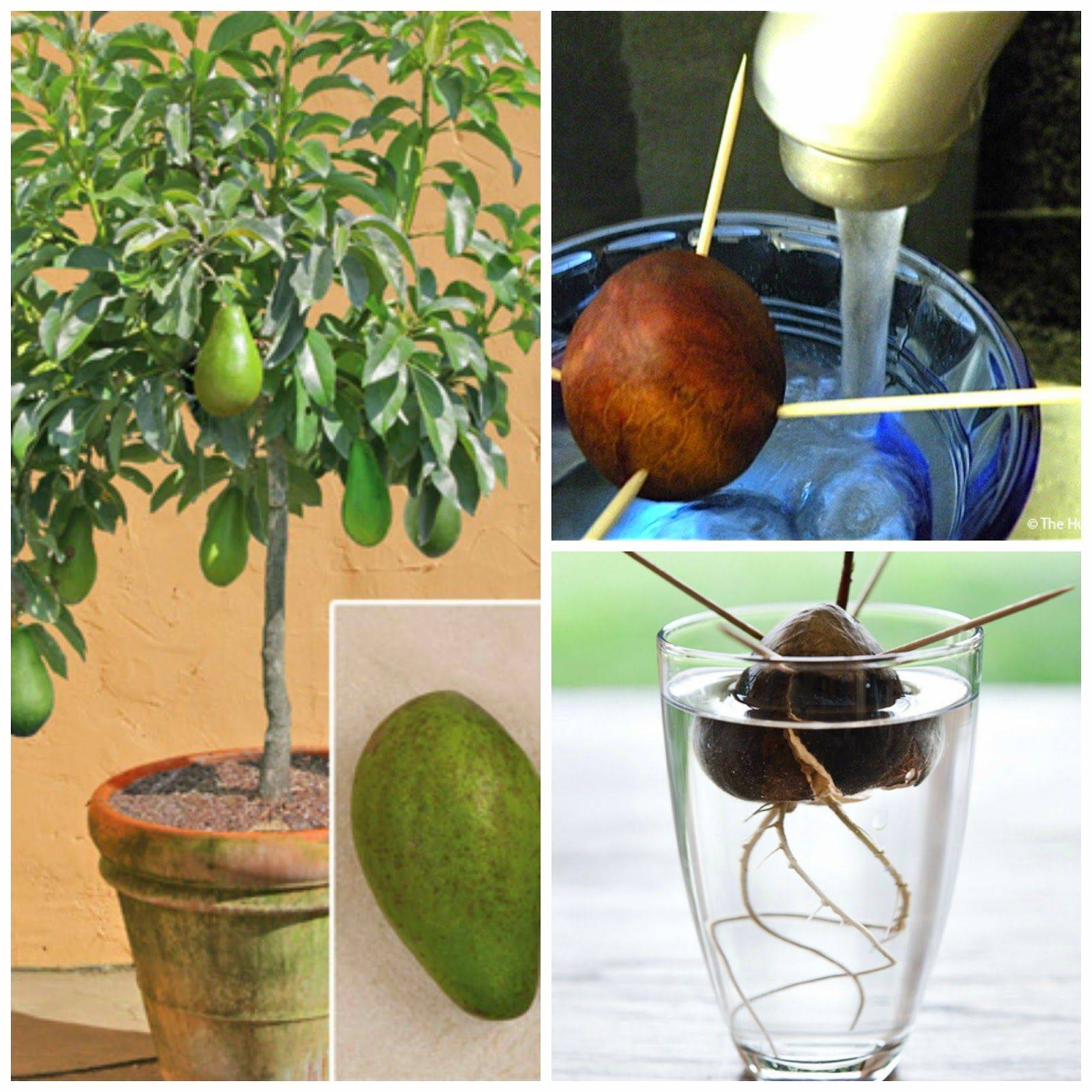 Как вырастить авокадо из косточки дома: условия для проращивания