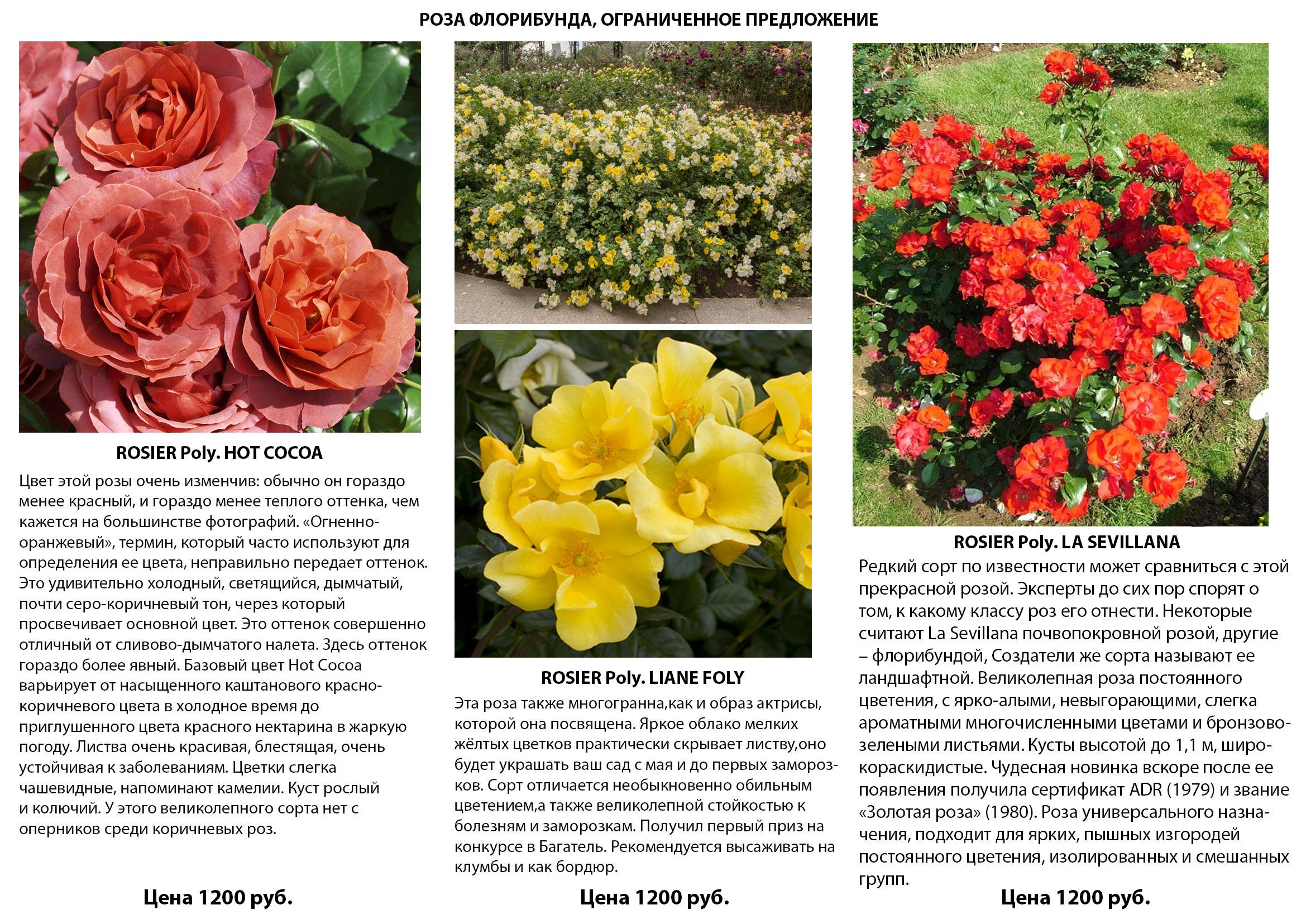Роза флорибунда: описание сорта, выращивание, уход за кустом