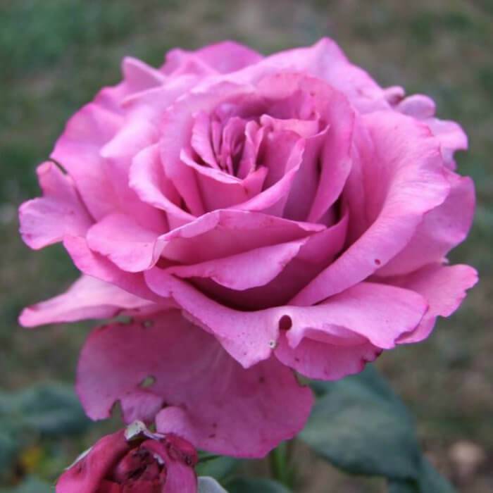 Роза клод брассер (claude brasseur): фото, отзывы, описание, характеристики.