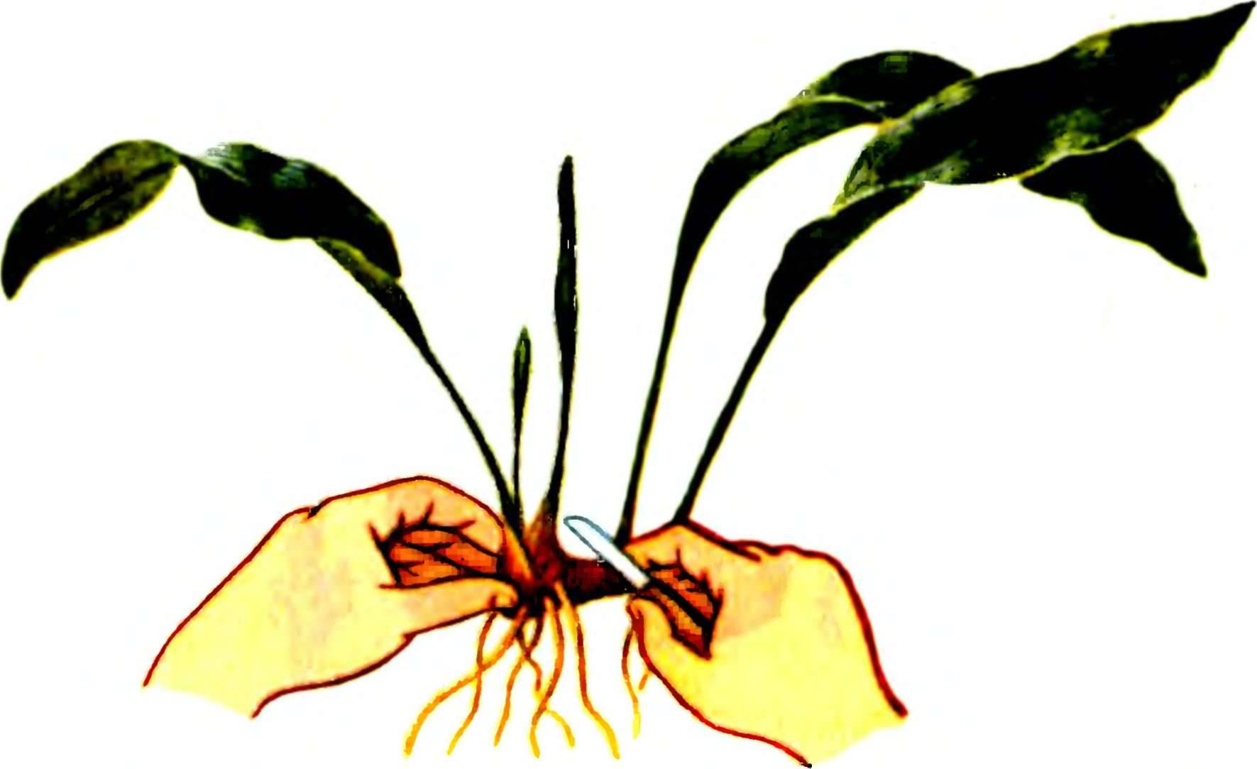 Аспидистра — одно из самых выносливых комнатных растений
