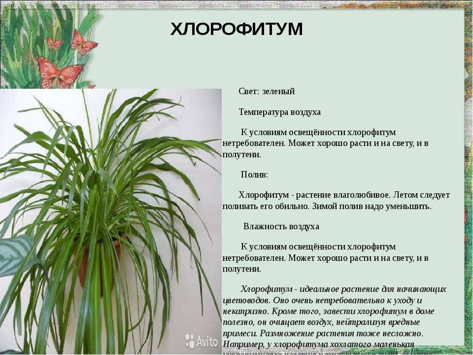 Суккуленты рода сансевиерия: описание и популярные виды цветка