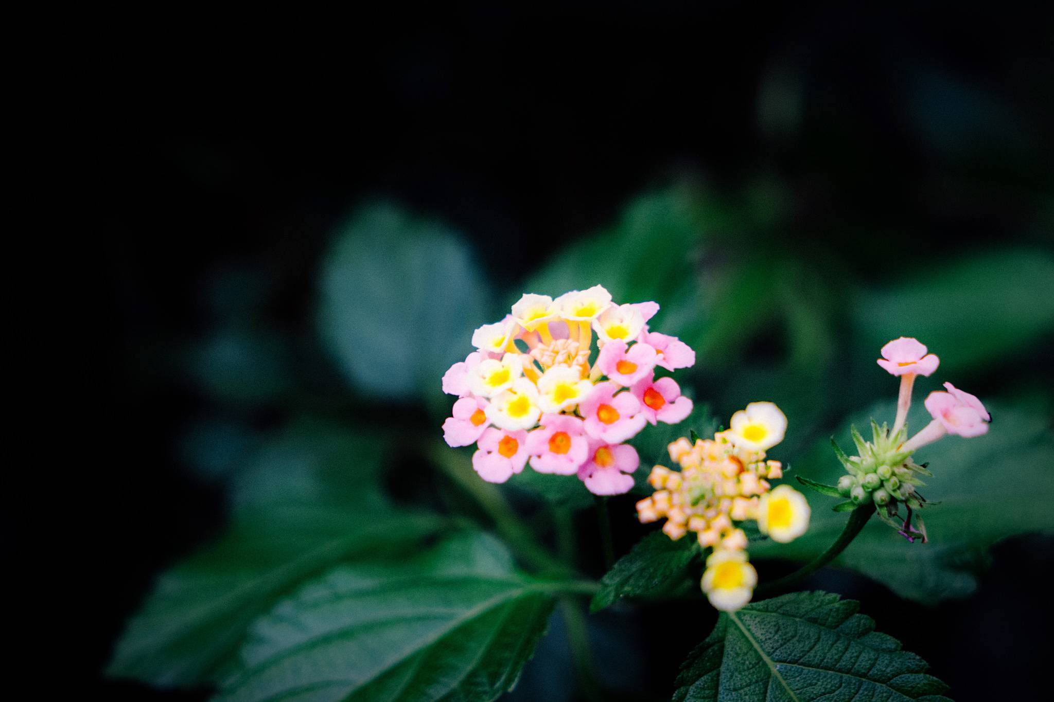 Лантана фото цветка, уход в домашних условиях, растение из семян