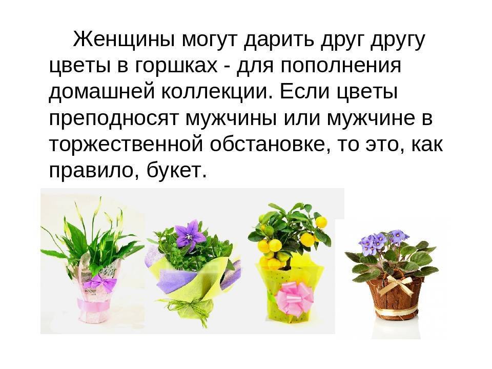 Приметы о букетах — какие цветы нельзя дарить девушке: новости, цветы, народные приметы, люди и события