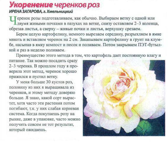 Роза поэзия: фото, описание сорта