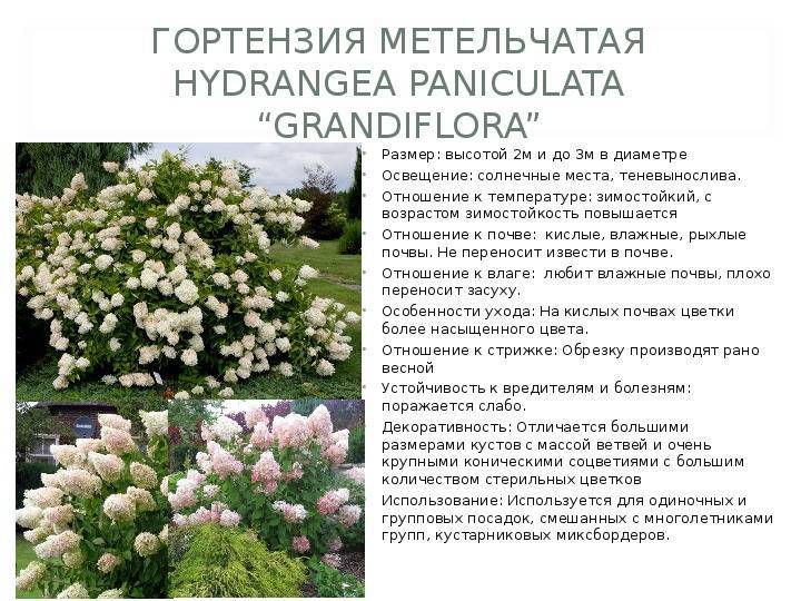 40 сортов гортензий для российских садов