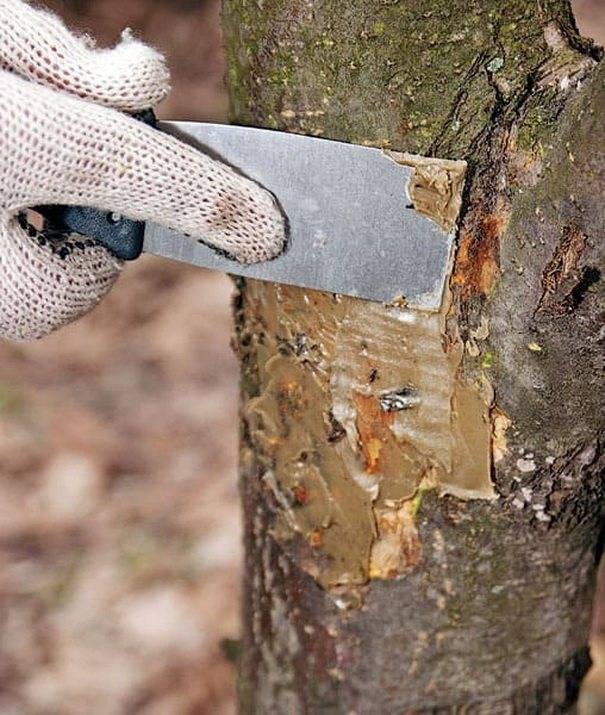 Чем обработать спилы на плодовых деревьях. замазываем раны и спилы у деревьев правильно