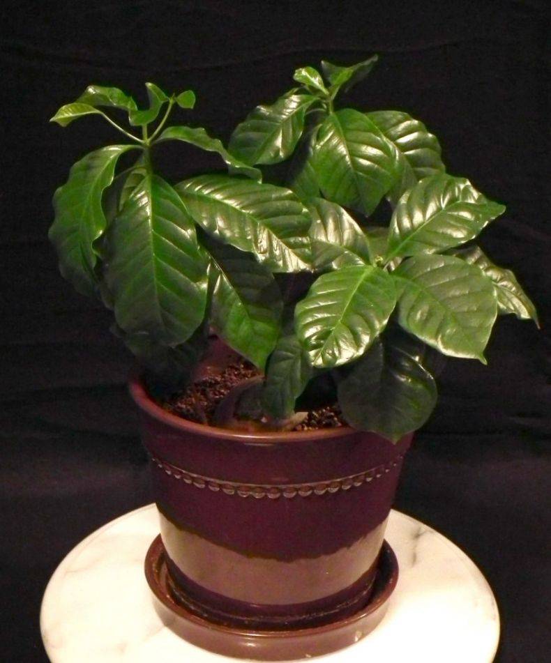 Кофе арабика — комнатное растение, условия выращивания
