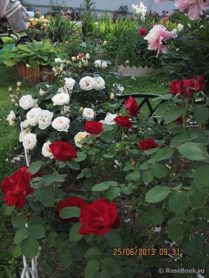 Плетистый сорт розы рококо: выращивание и особенности ухода за шрабом, виды