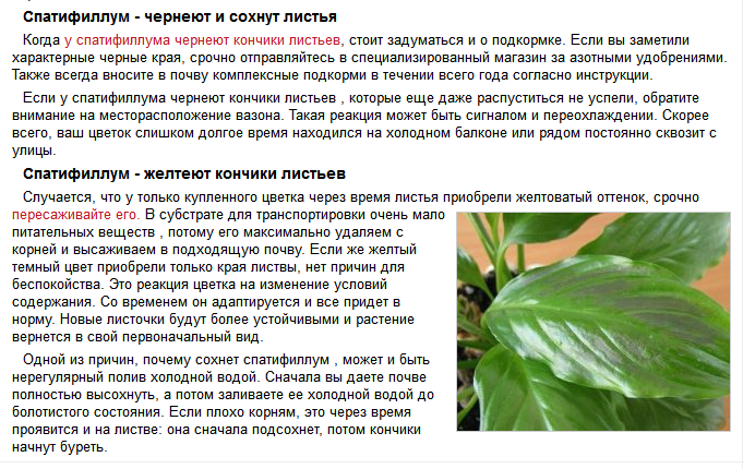 ✅ почему у спатифиллума желтеют листья: причины и лечение - сад62.рф