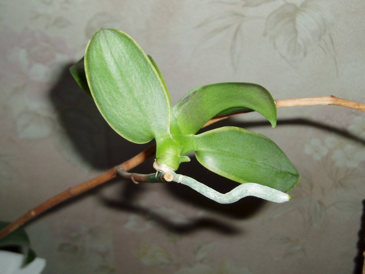 Варианты как правильно пересадить отростки у орхидеи, примере на стебле и стволе