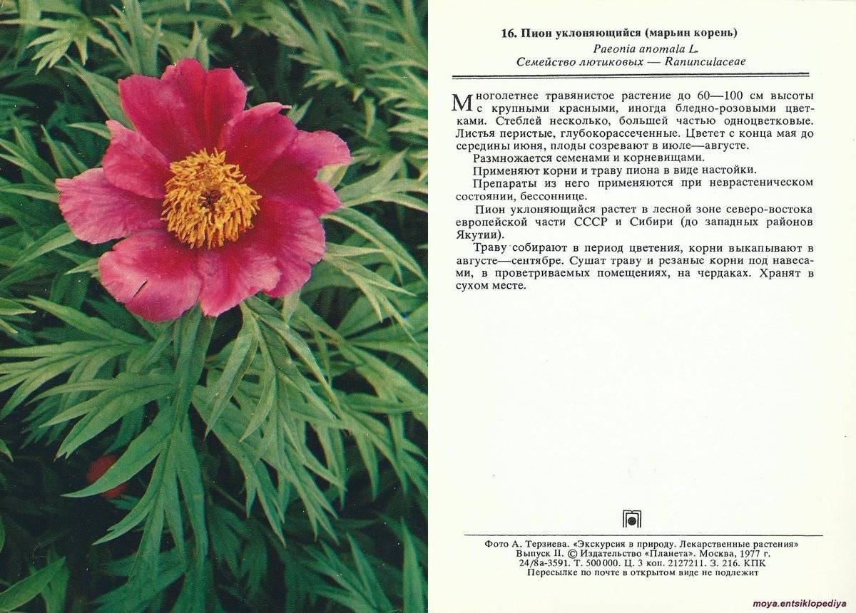 Пион уклоняющийся или марьин корень: рекомендации по выращиванию и, целебные свойства цветка