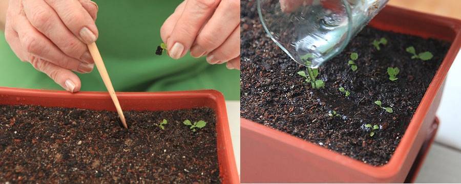 Этапы выращивания примулы из семян в домашних условиях: посев, стратификация