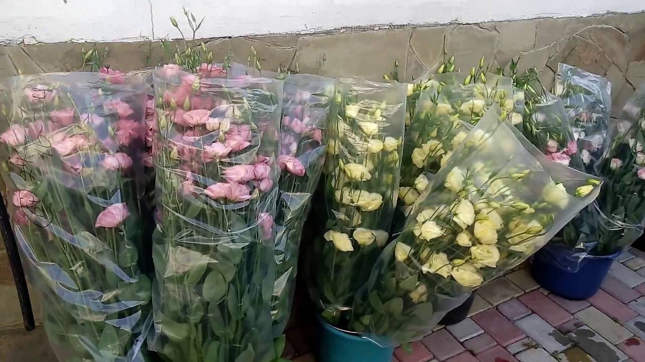 Живые Цветы Срезка Купить Опт В Кирове