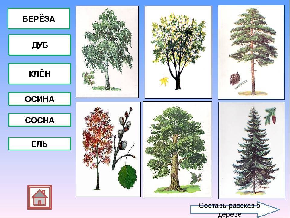 Что за дерево узнать по картинке