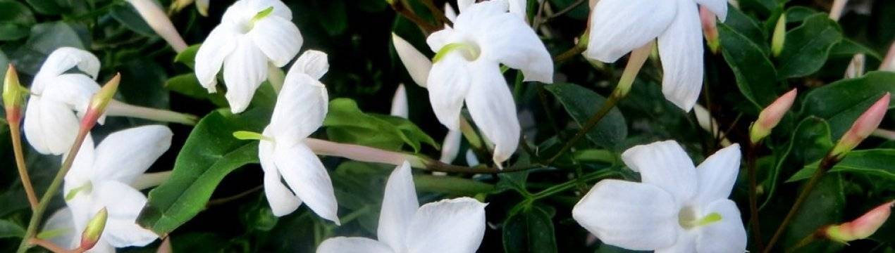 Почему не цветёт жасмин комнатный: что делать, если растение даёт только листву, как заставить цвести