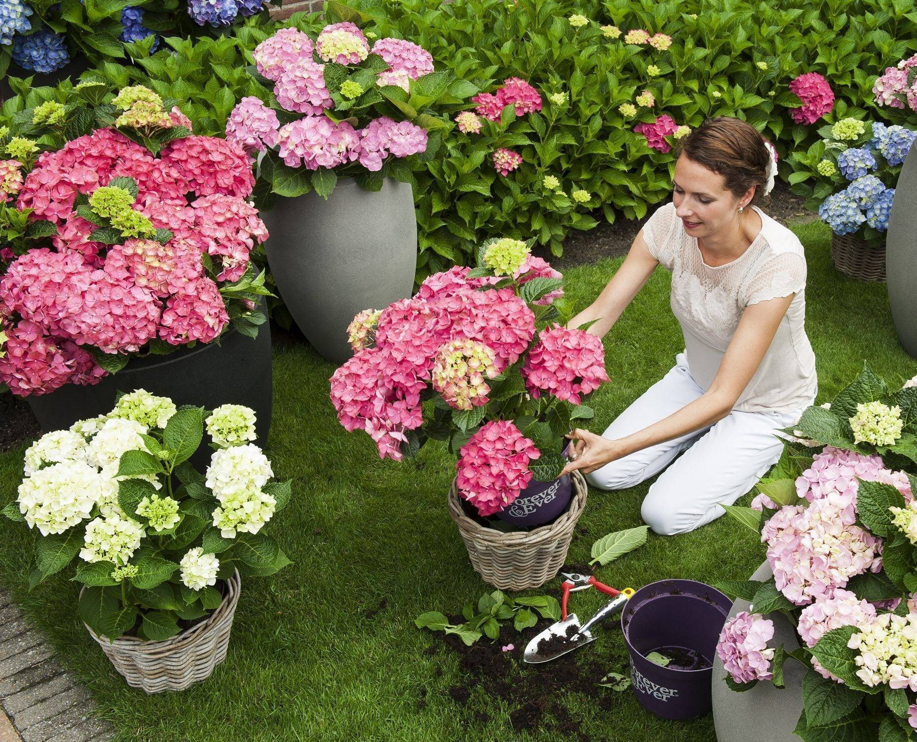 Гербера садовая – капризная красавица у вас во дворе
