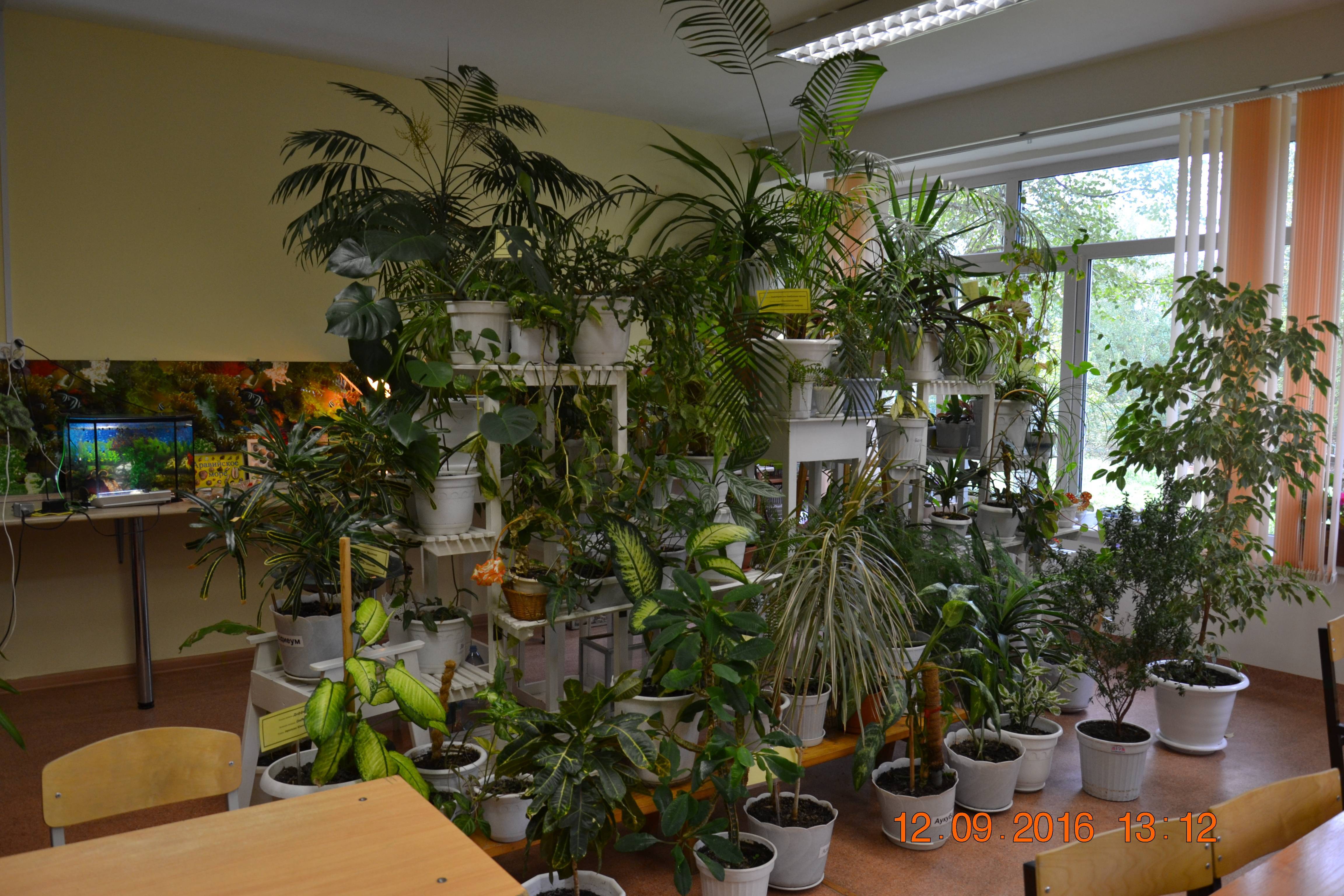 5 ролей комнатных растений в интерьере — ботаничка