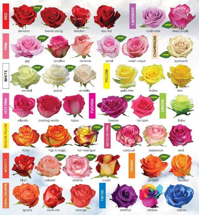 Какие сорта роз посадить на участке: самые устойчивые к морозам и неприхотливые