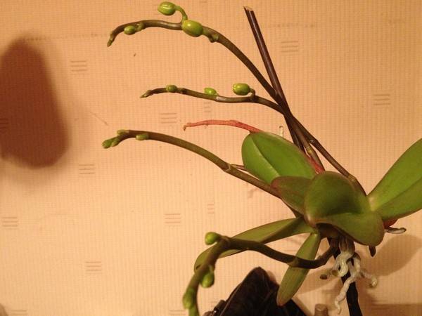 Как пересадить деток орхидеи в домашних условиях, без корней, укоренение детки