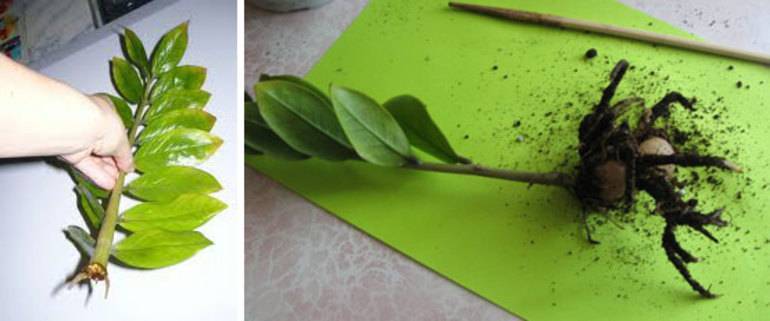 Размножение замиокулькаса листом в домашних условиях
