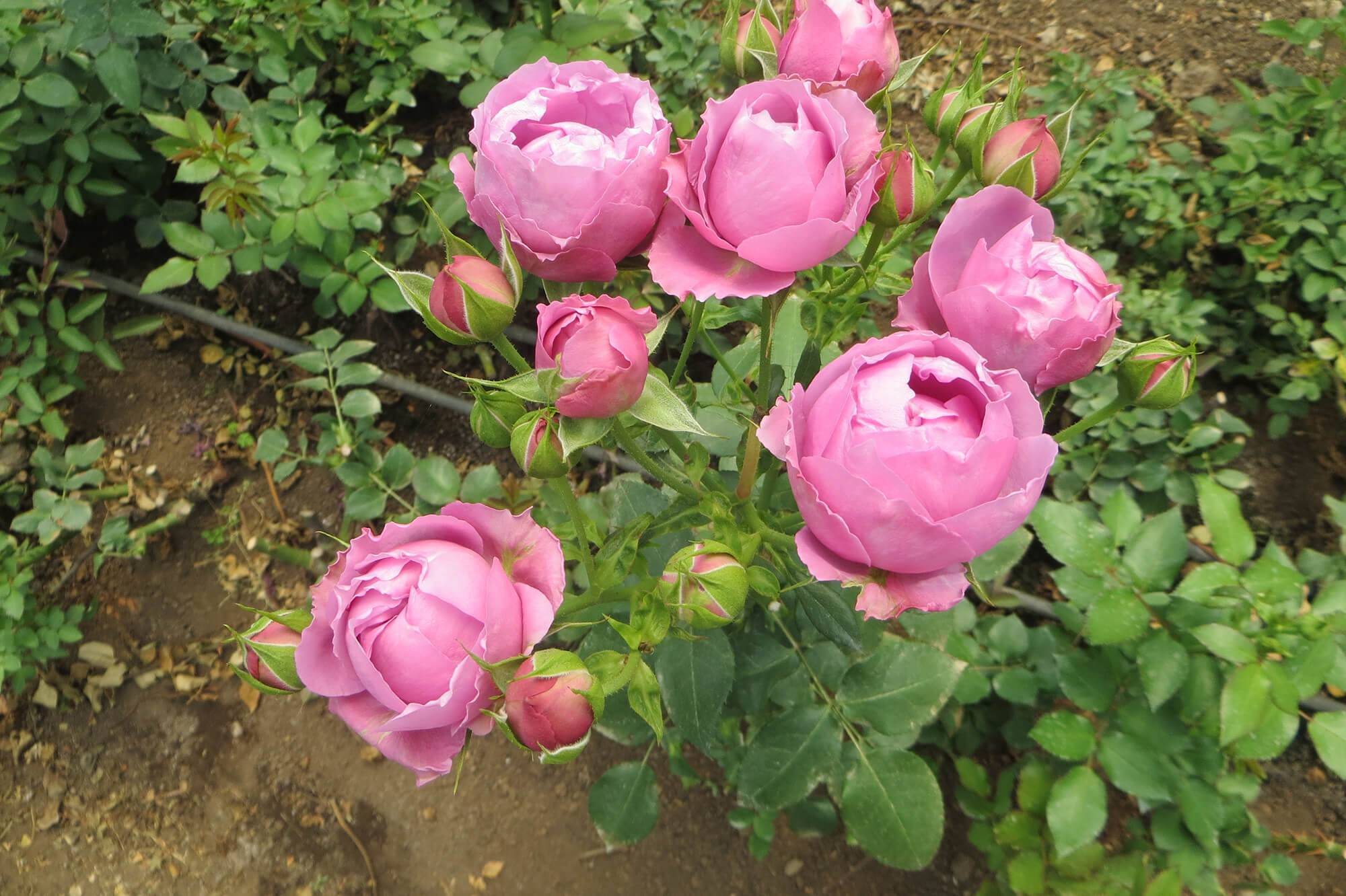 Выращивание роз спрей: выбор сорта, посадка, уход