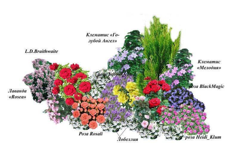 Пионы в ландшафтном дизайне дачного: где выгоднее высадить цветущие растения, с чем их сочетать и как подчеркнуть их красоту, лучшие способы оформления цветника