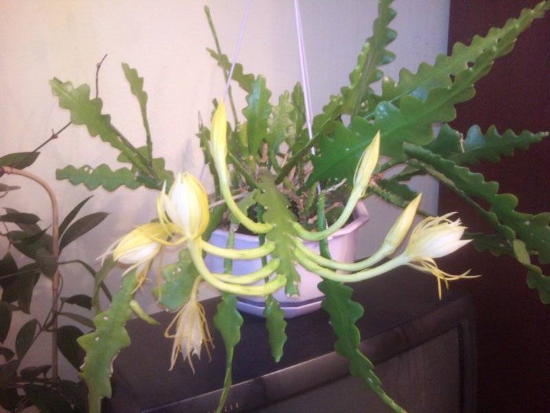 Эпифиллум epiphyllum - уход в домашних условиях. виды и фото эпифиллума, выращивание и размножение