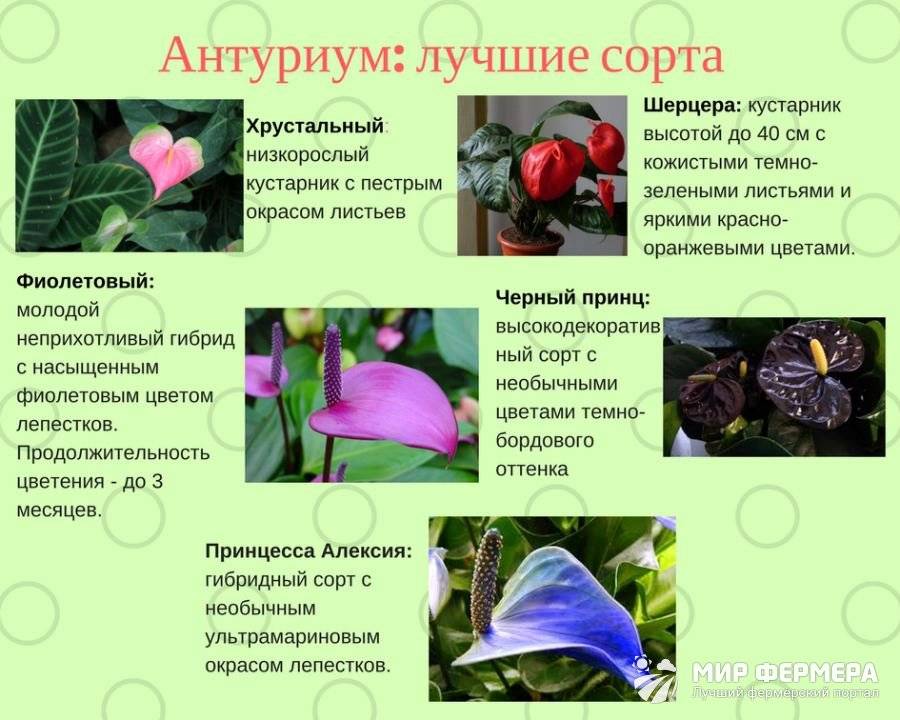 Антуриум: приметы и суеверия цветка, магические и полезные свойства растения, к чему цветет и где лучше ставить мужское счастье.