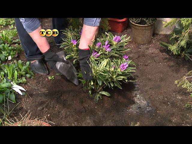 Азалия садовая: посадка и уход в открытом грунте, выращивание