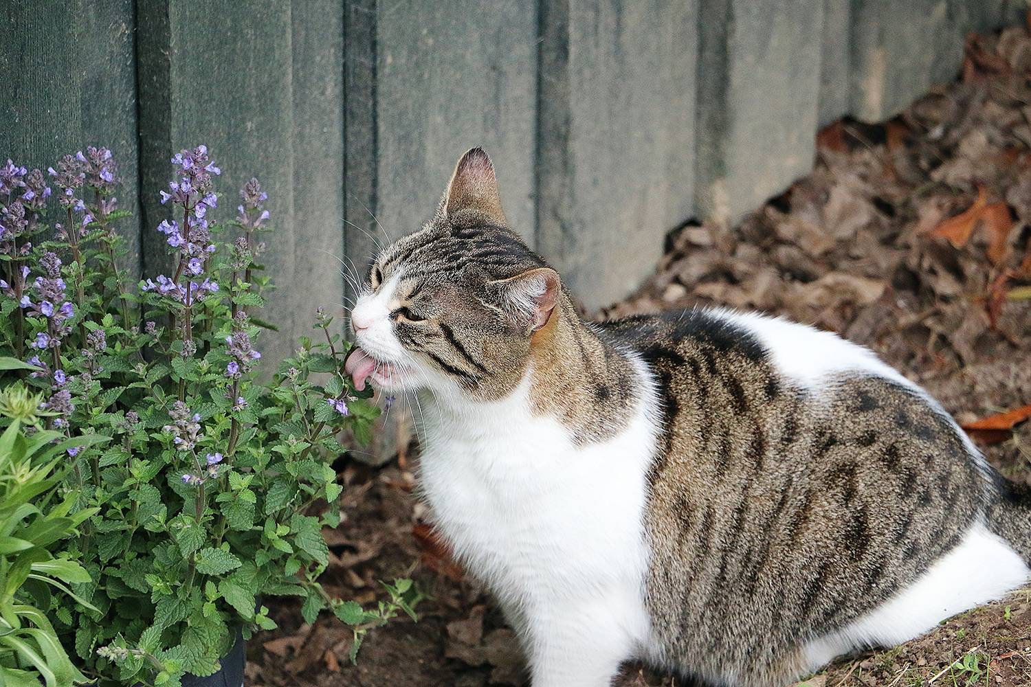 Кошачья мята: для чего она нужна, как это растение действует на кошек?