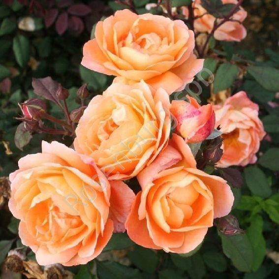 Роза леди эмма гамильтон: уход и выращивание, описание и характеристики