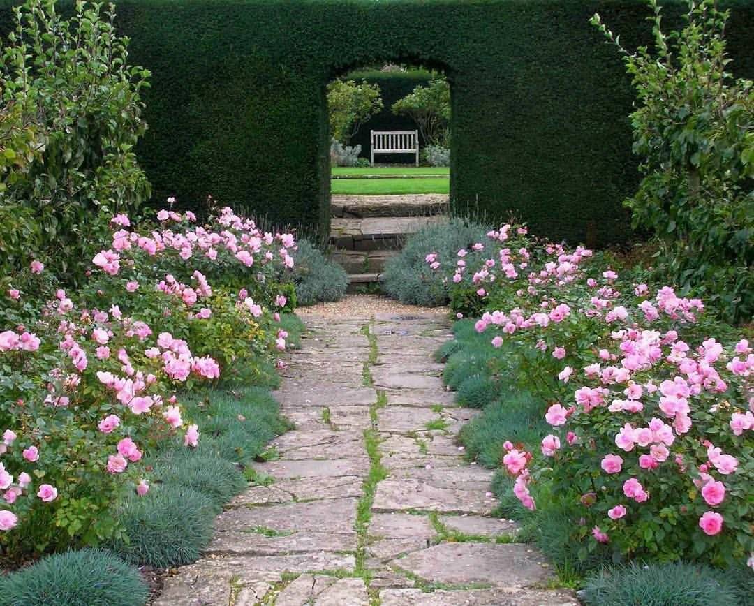 Бордюрные розы: описание сортов, посадка, выращивание и уход в саду с фото