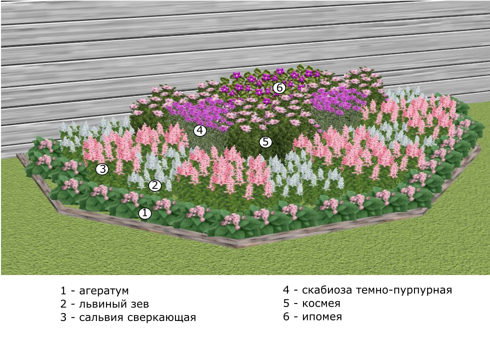Цветок пион: описание, разновидности, особенности выращивания. что посадить рядом с пионами на клумбе