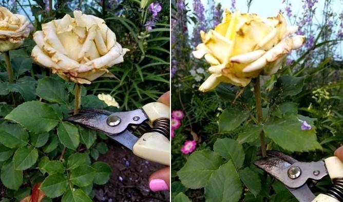 Как удалять отцветшие соцветия роз: 5 шагов