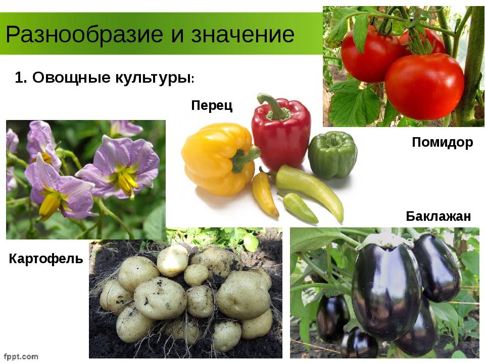 Пасленовые овощи и фрукты. список растений, польза, вред, фото