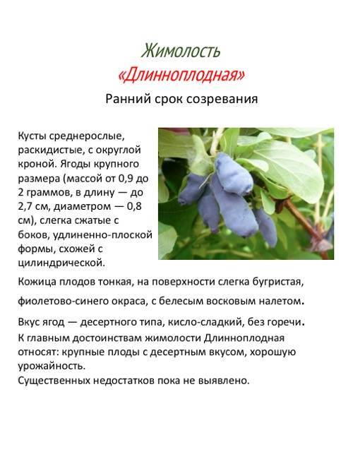 Жимолость фиалка синяя: описание и характеристика съедобного сорта, отзывы садоводов об урожайности и вкусовых качествах, опылители
