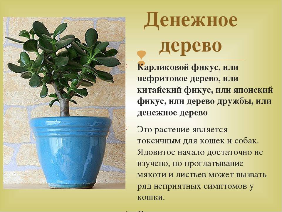 Денежное дерево (толстянка) выращивание и уход в домашних условиях