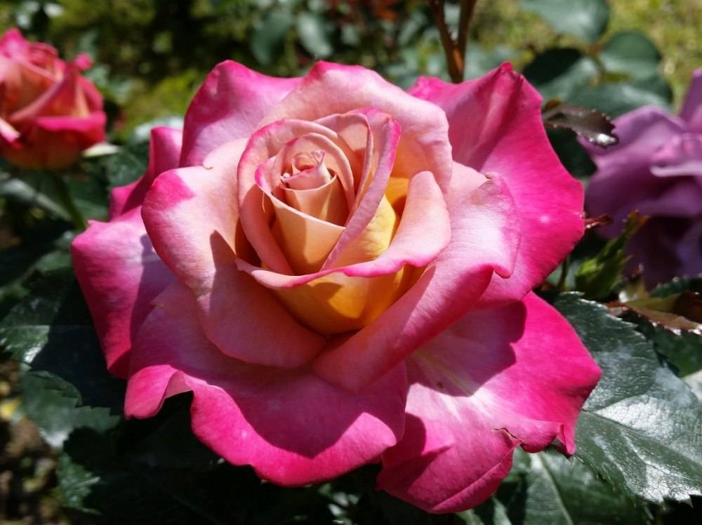 Описание пышноцветущей розы сорта лавендер айс: посадка и уход за культурой