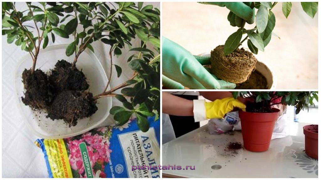 Обрезка садовой азалии: как делать правильно до и после цветения, как быстро обрезать в домашних условиях, ухаживать и прищипывать